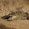 Krokodyl bahenni - Crocodylus palustris - Mugger Swamp Crocodile o1017